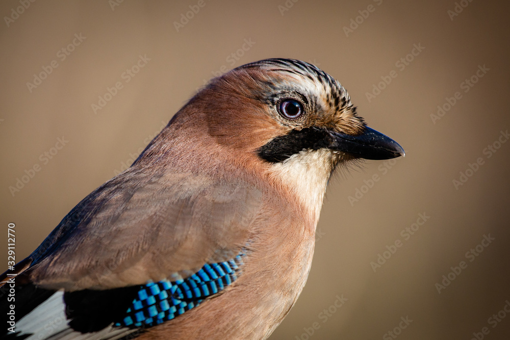Eurasian Jay