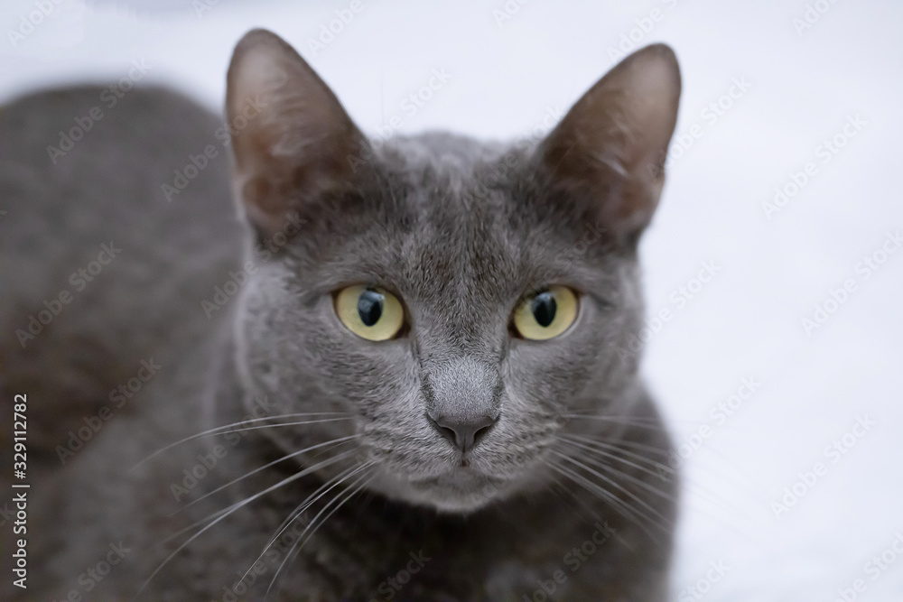 Russian Blue Cat's Eyes and Face