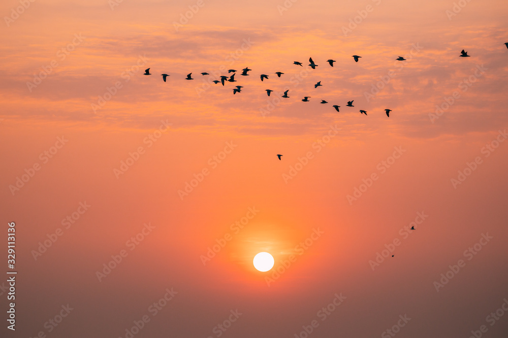 Fototapeta premium Flocks Of Wild Birds Flying In Sunset Sunrise Orange Sky. Sundown At Sunset. Natural Sunrise Sky In Warm Colors