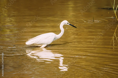 Goa  India. White Little Egret Catching Fish In River Pond