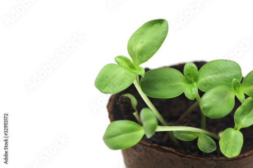 Sunflower sprout growing in a nursery pot with soil showing nice colorful green leafs on a white background