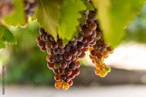 Parreira com cachos de uvas vermelhas em fazendas no Chile photo
