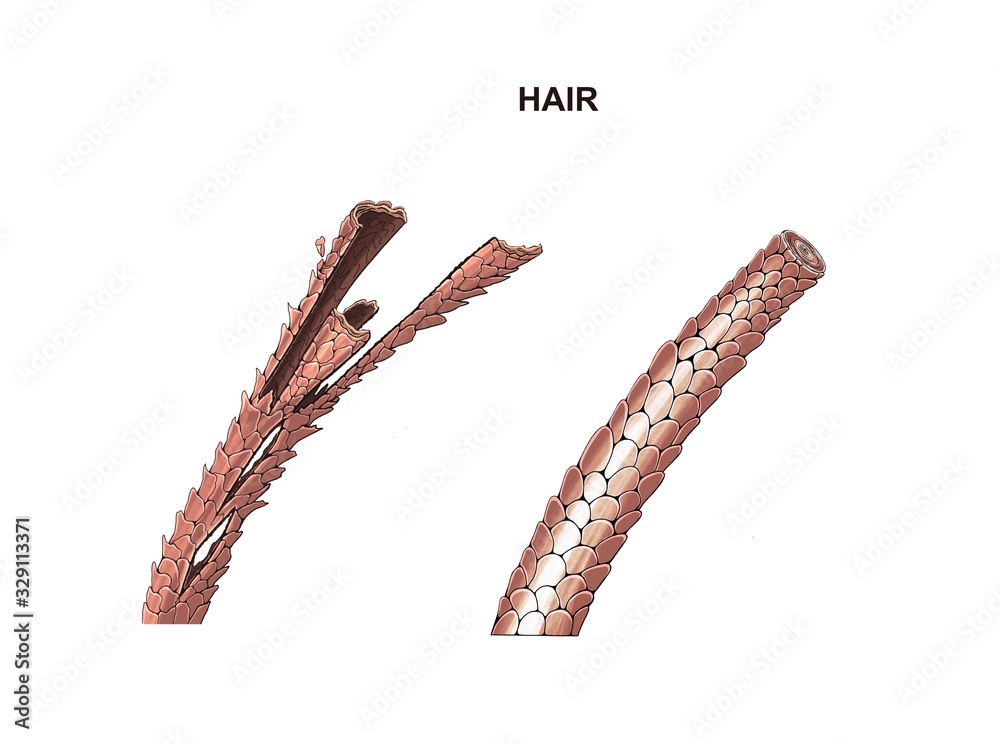 lifestyle Summer Hair Care Tips Archives - WikiLuv