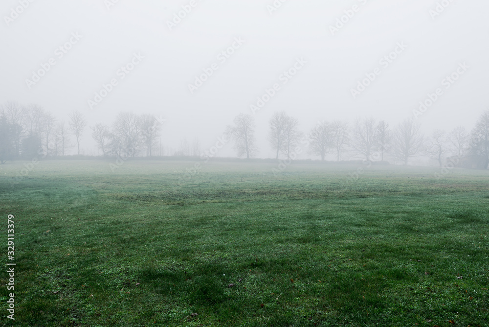 Fototapeta premium An empty green agricultural field in a strong morning fog. Forest in the background. Country landscape. Latvia