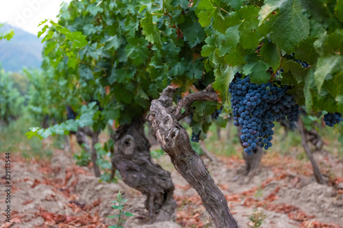 Tableau sur toile Parreira com cachos de uvas vermelhas em fazendas no Chile