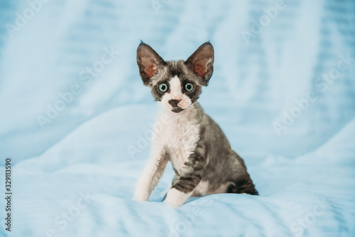 Funny Curious Young Gray Devon Rex Kitten Sitting At Home Sofa. Short-haired Cat Of English Breed