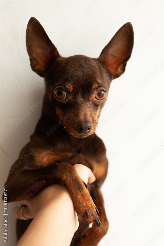 a small domestic dog, breed Terrier, brown in color, lies on a light blanket, sweet and lazy
