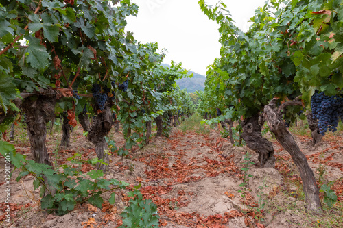 Parreira com cachos de uvas vermelhas em fazendas no Chile photo