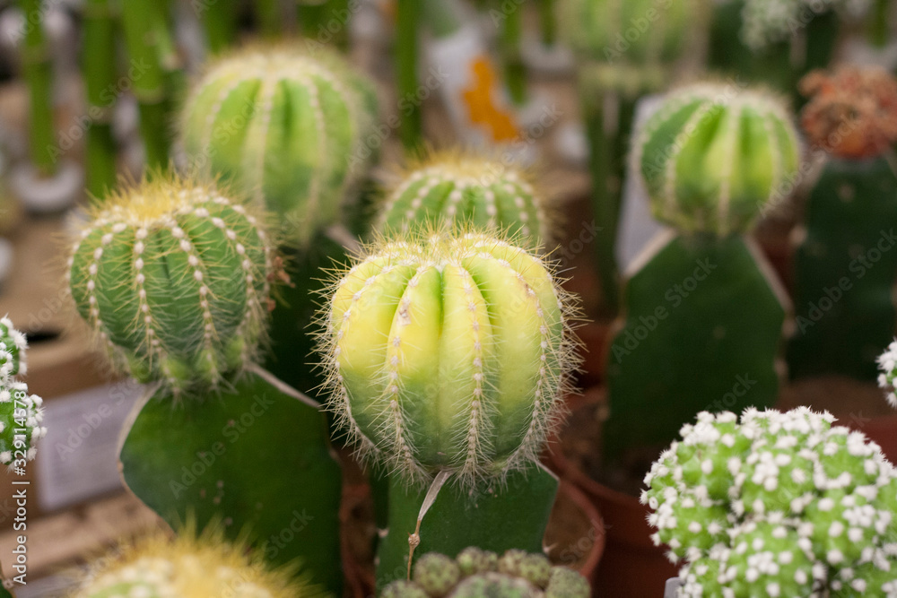 Several cacti in pots are sold in the store Several cacti in pots are sold in the store