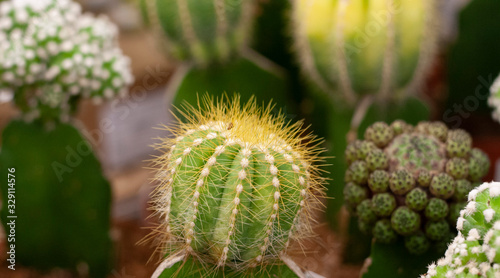 Cacti in pots are sold in the store
