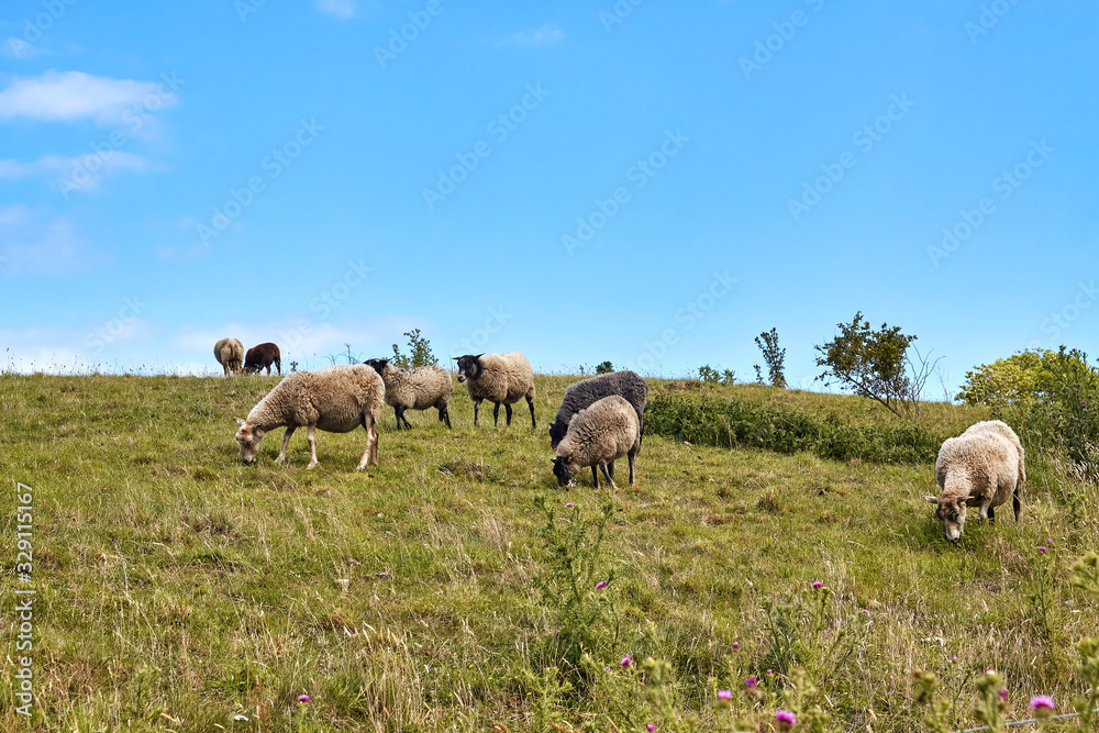 Flock of sheep grazing in the vicinity of Hammershus castle, Bornholm island, Denmark. Flock of sheep grazing in the vicinity of Hammershus castle, Bornholm island, Denmark.