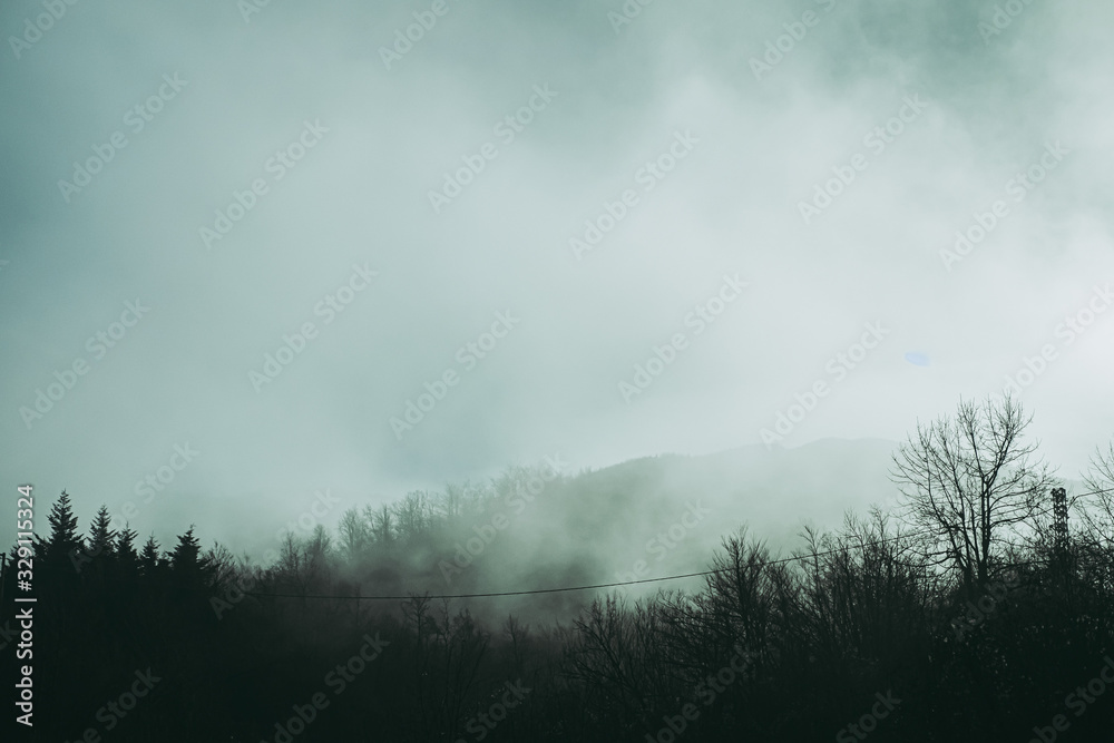 Forêt de pins dans la brume matinale Forêt de pins dans la brume matinale