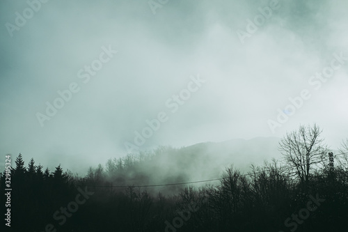 Forêt de pins dans la brume matinale