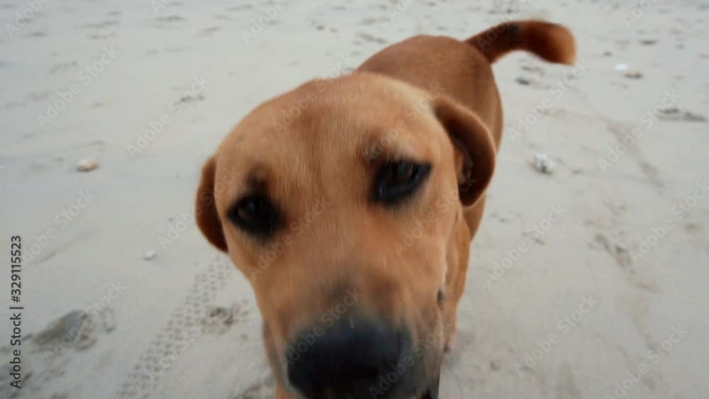 The dog runs after the camera in Bali The dog runs after the camera in Bali
