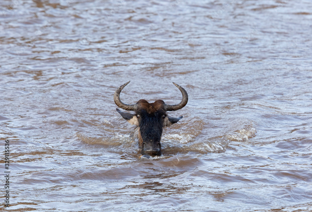 Closeup of a Wildebeest crossing the Mara river, Kenya Closeup of a Wildebeest crossing the Mara river, Kenya