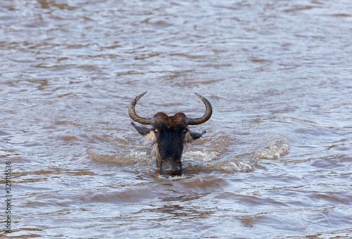 Closeup of a Wildebeest crossing the Mara river, Kenya