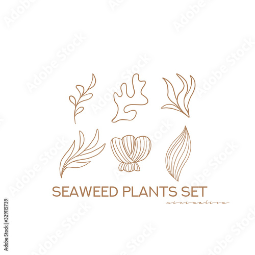 Seaweed plants set. Vector underwater nature design elements. Illustration of marine reef flora outline seaweed and corals isolated on white background. Minimalist Design elements