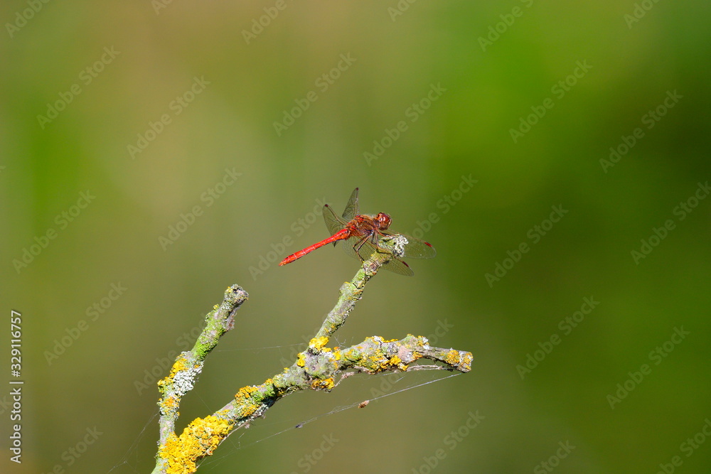 Große Heidelibelle (Sympetrum striolatum) Große Heidelibelle (Sympetrum striolatum)
