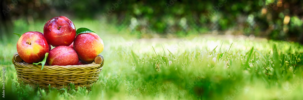 Summer background with ripe plum Summer background with ripe plum