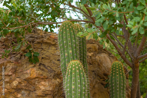 Cactus na Cordilheira dos Andes no Chile photo