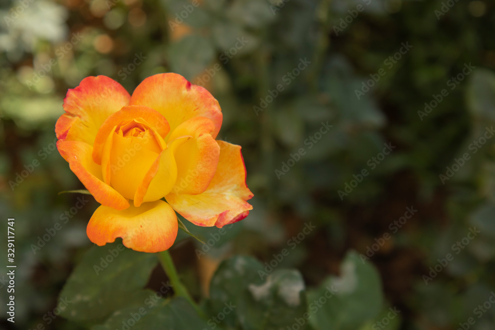 Yellow roses with orange petals on the outside are blooming Yellow roses with orange petals on the outside are blooming