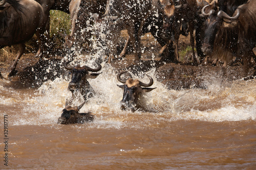Wildebeests jumping and crossing the Mara river with splash of water, Kenya