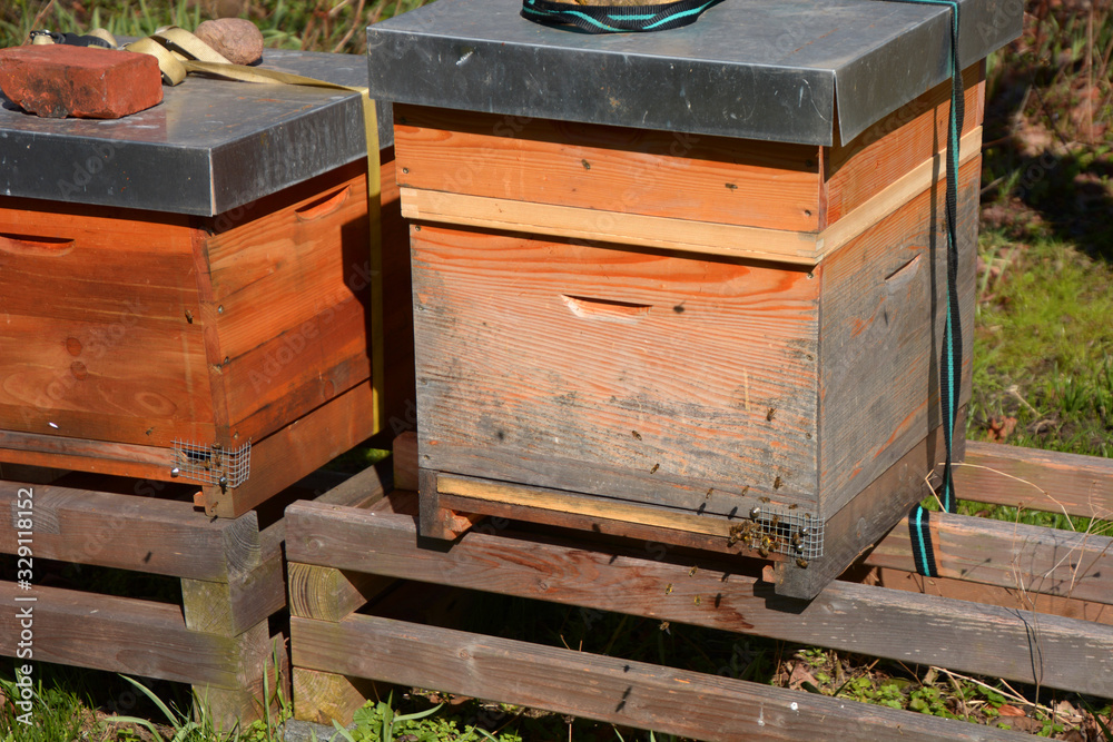 beehives in the spring sun with flying bees, wooden beehive in garden with starting bees beehives in the spring sun with flying bees, wooden beehive in garden with starting bees