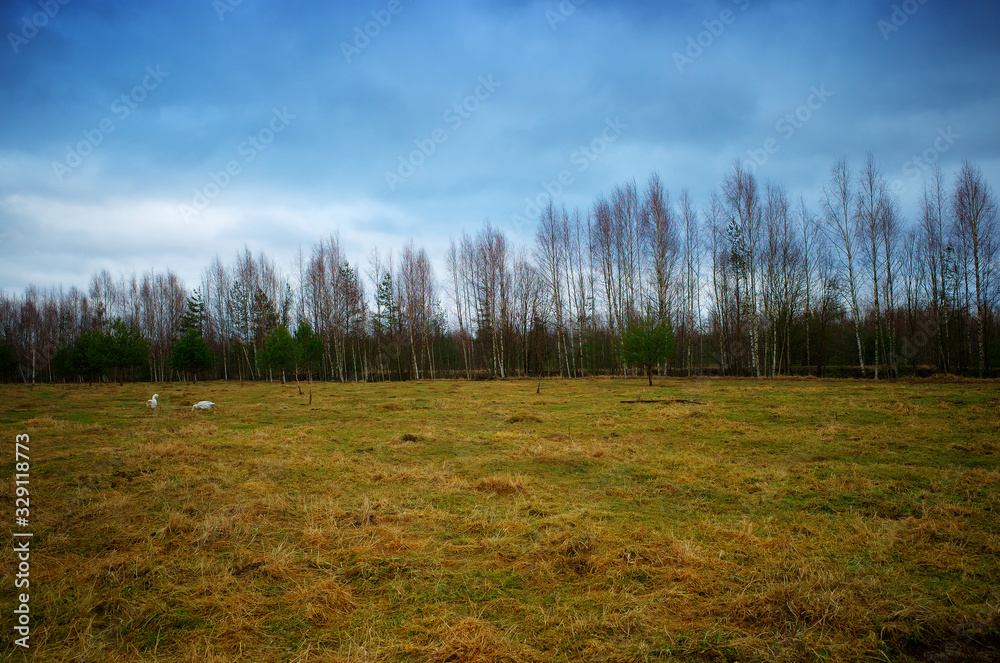 Spring farm field with trees background