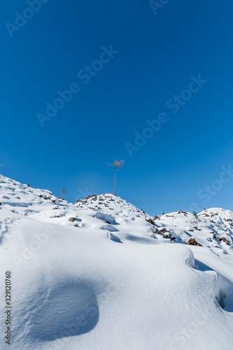 snow tree