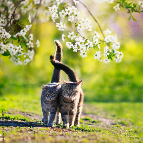 square portrait with two two lovers walk side by side in a Sunny may garden s...