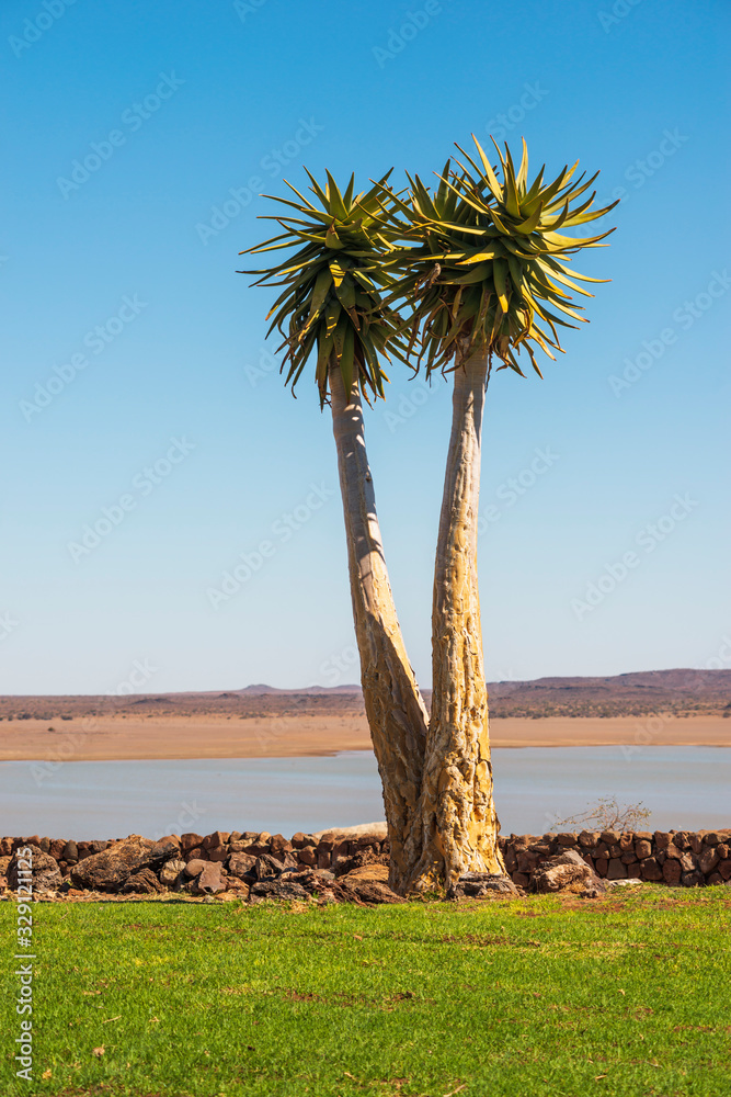 aloe tree near water