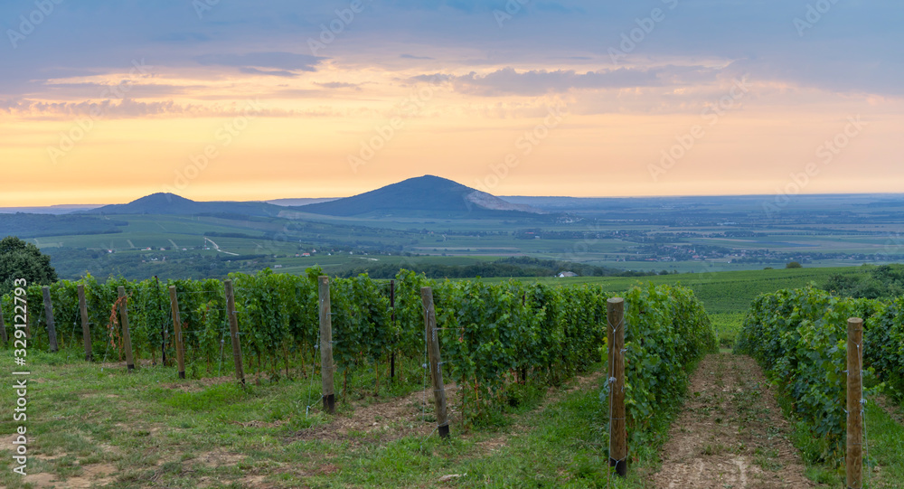 Fototapeta premium Vineyards near Villany, Baranya, Southern Hungary