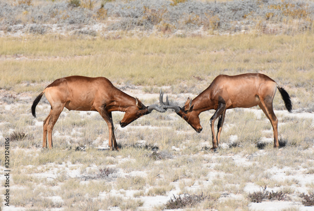 Fototapeta premium Hartebeest at Etosha National Park, Namibia