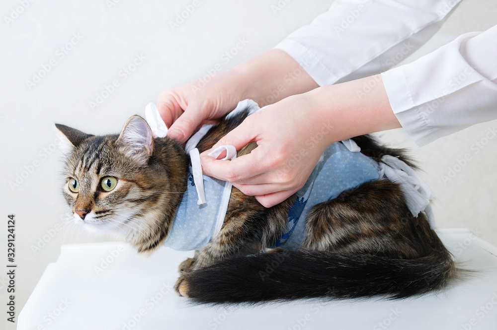 Tabby cat in a bandage at a reception in veterinary clinic.
