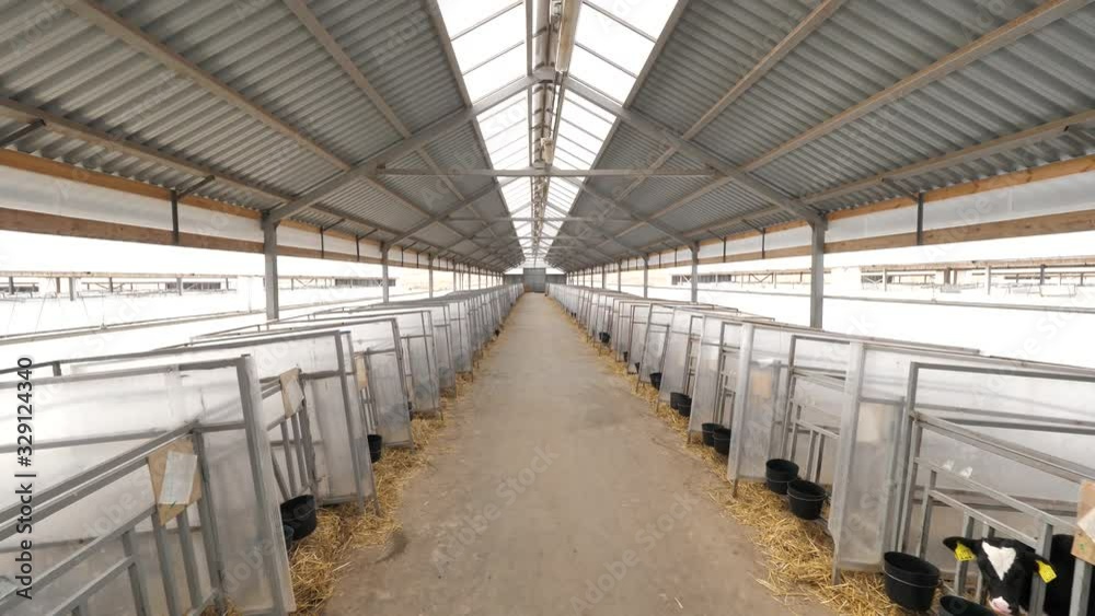Growing of young dairy calves in the nursery with calf boxes