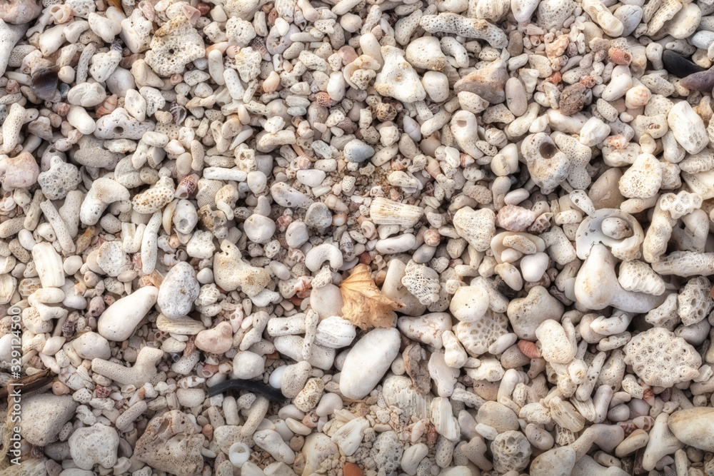 Seashells Seashells