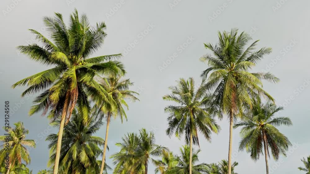 palm trees against a rainy sky. Tropical nature palm trees against a rainy sky. Tropical nature