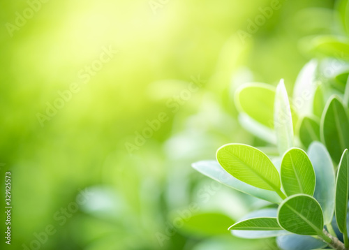 Beautiful nature view of green leaf on blurred greenery background in garden and sunlight with copy space using as background natural green plants landscape  ecology  fresh wallpaper concept.