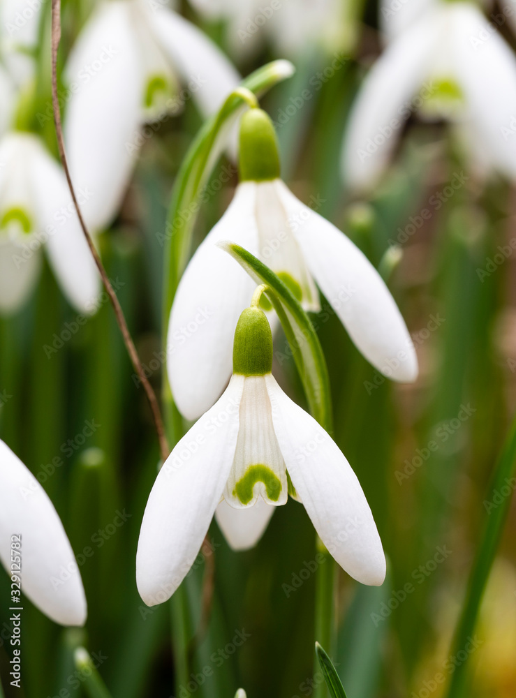 Snowdrop or common snowdrop (Galanthus nivalis) flowers Snowdrop or common snowdrop (Galanthus nivalis) flowers