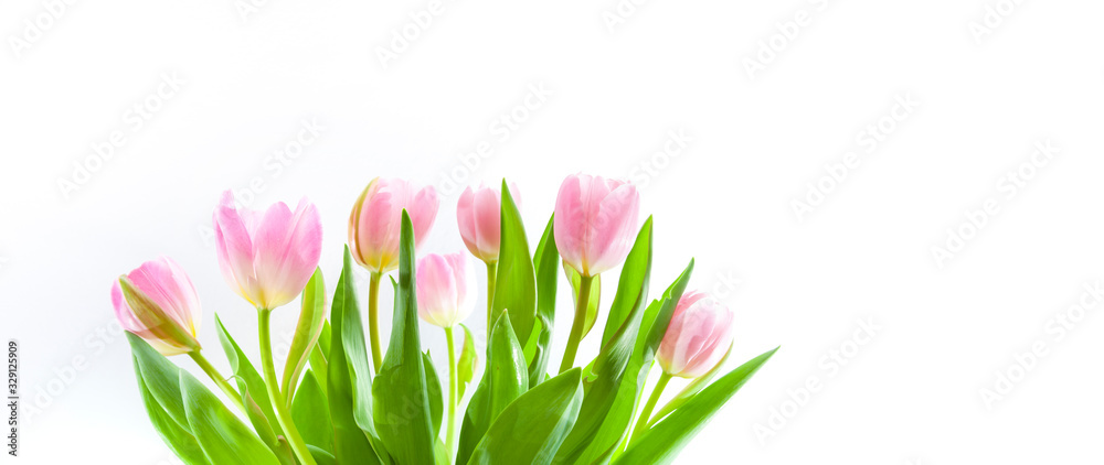 Fototapeta premium Różowe tulipany wiosną na białym tle