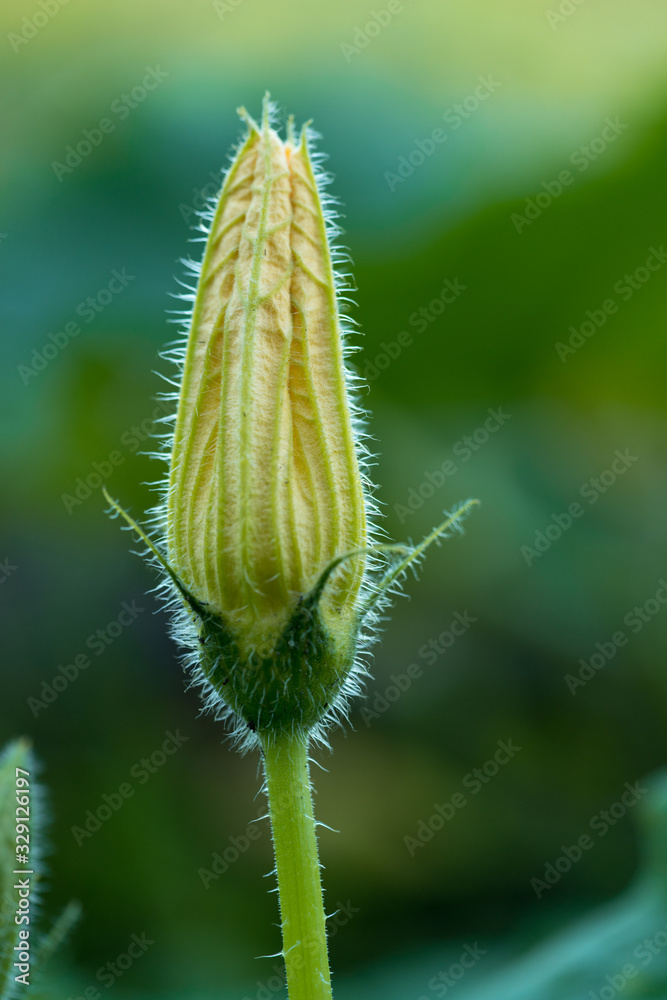 Fototapeta premium A Yellow zuchini or courgette flower close up with green bokeh background