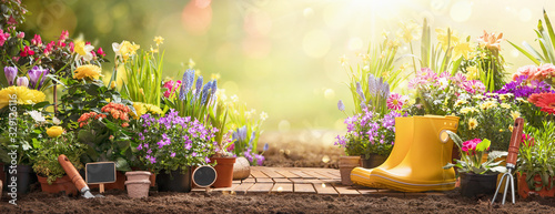 Gardening Concept. Garden Flowers and Plants on a Sunny Background