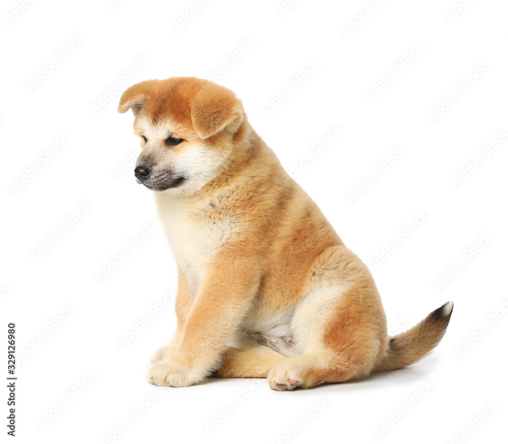 Cute Akita Inu puppy on white background. Baby animal