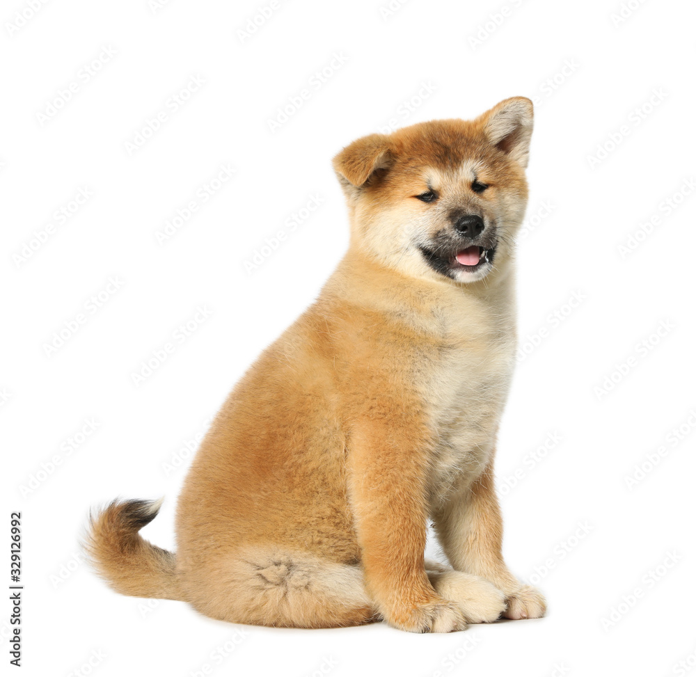 Cute Akita Inu puppy on white background. Baby animal