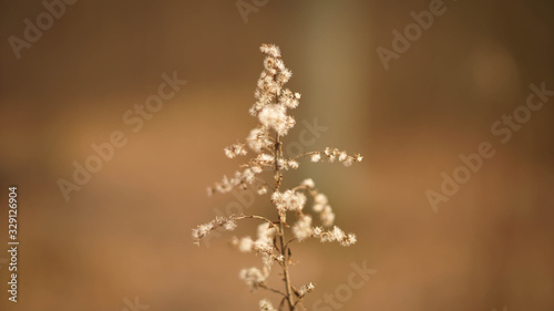 dry flowers in a spring quiet forest © Olexandr