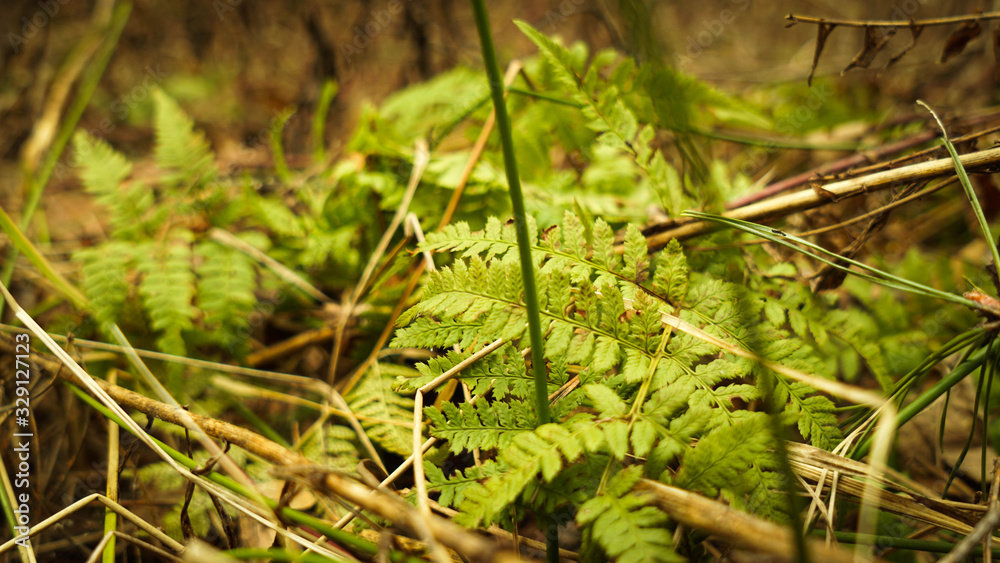 Fern in the forest in early spring, pleasing to the eye