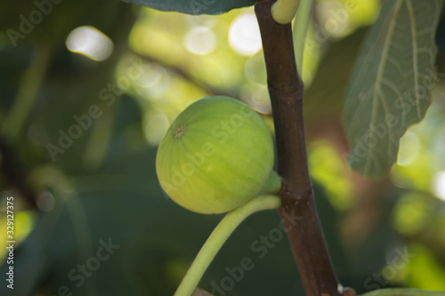 green unripe figs among branches in summer