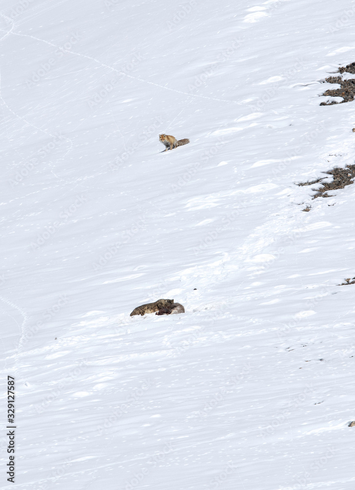 A  male Snow leopard near a kill and a red fox nearby at Spiti valley of Himachal Pradesh, India