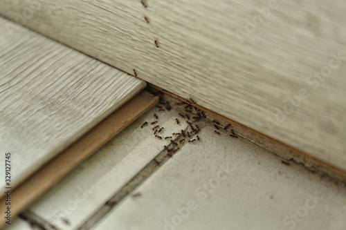 Фотография Many black ants on floor at home. Pest control