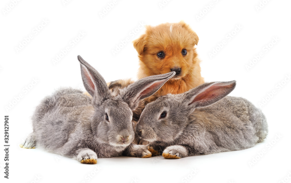 Obraz premium Puppy and rabbits.